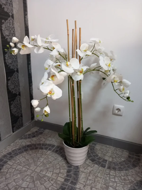 Orquídea com quatro ramos